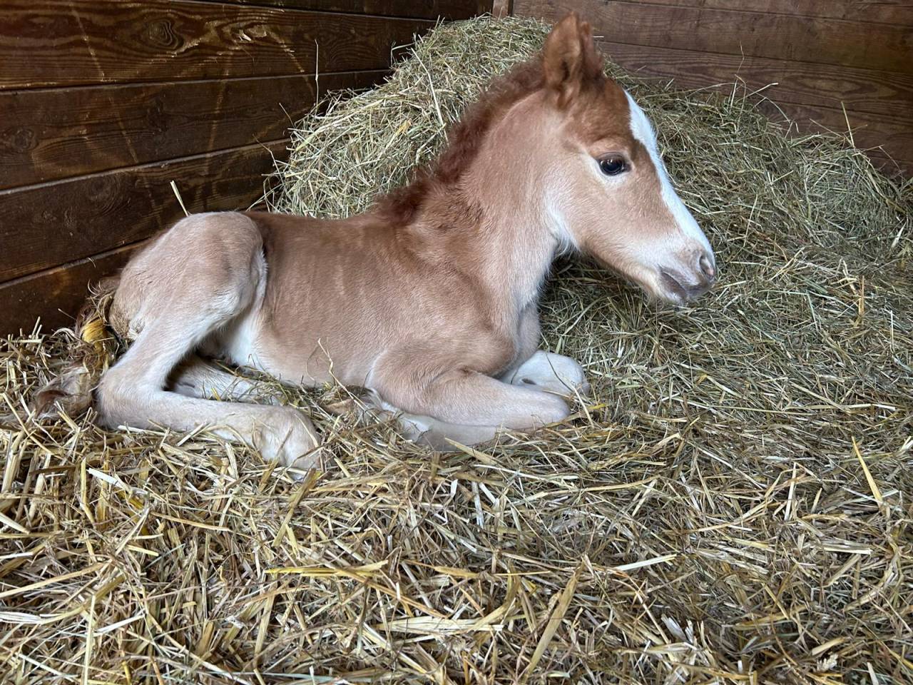 ? Jeunes Chevaux & Poneys de Sport  Direct &Eacute;leveur 