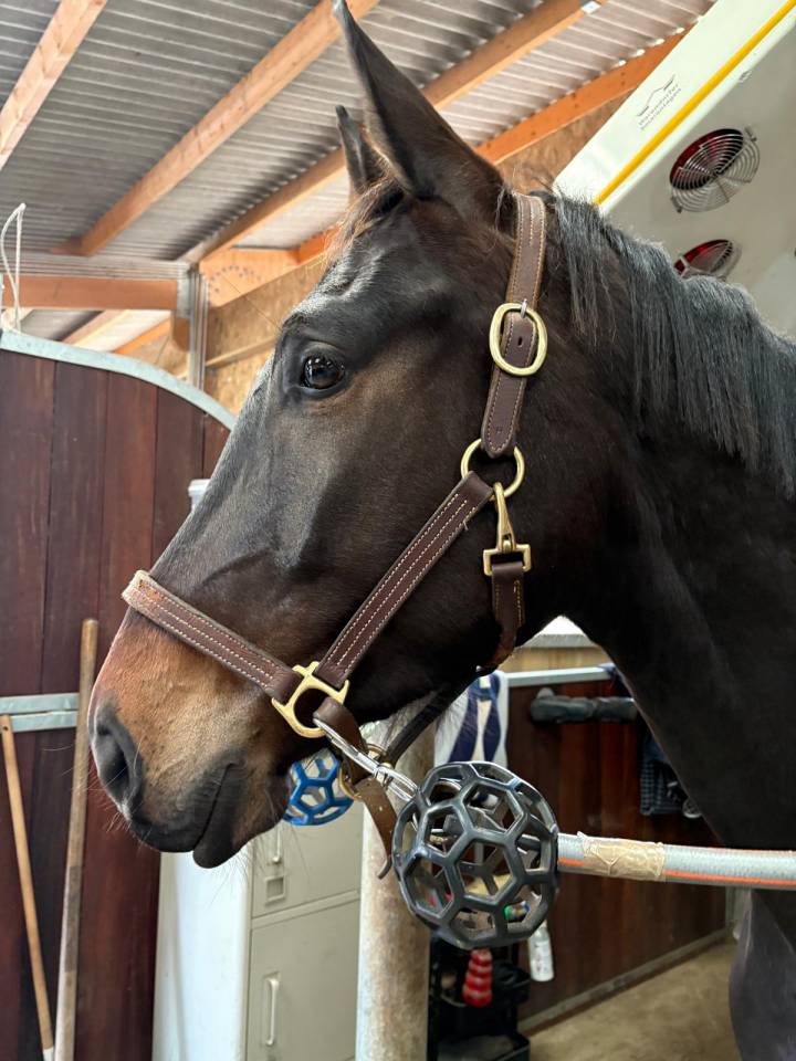 A vendre Hongre de 4 ans