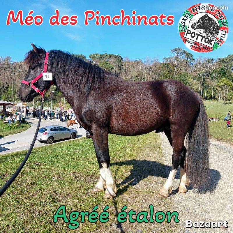 M&eacute;o des Pinchinats  Etalon Pottok livret A Pie noir