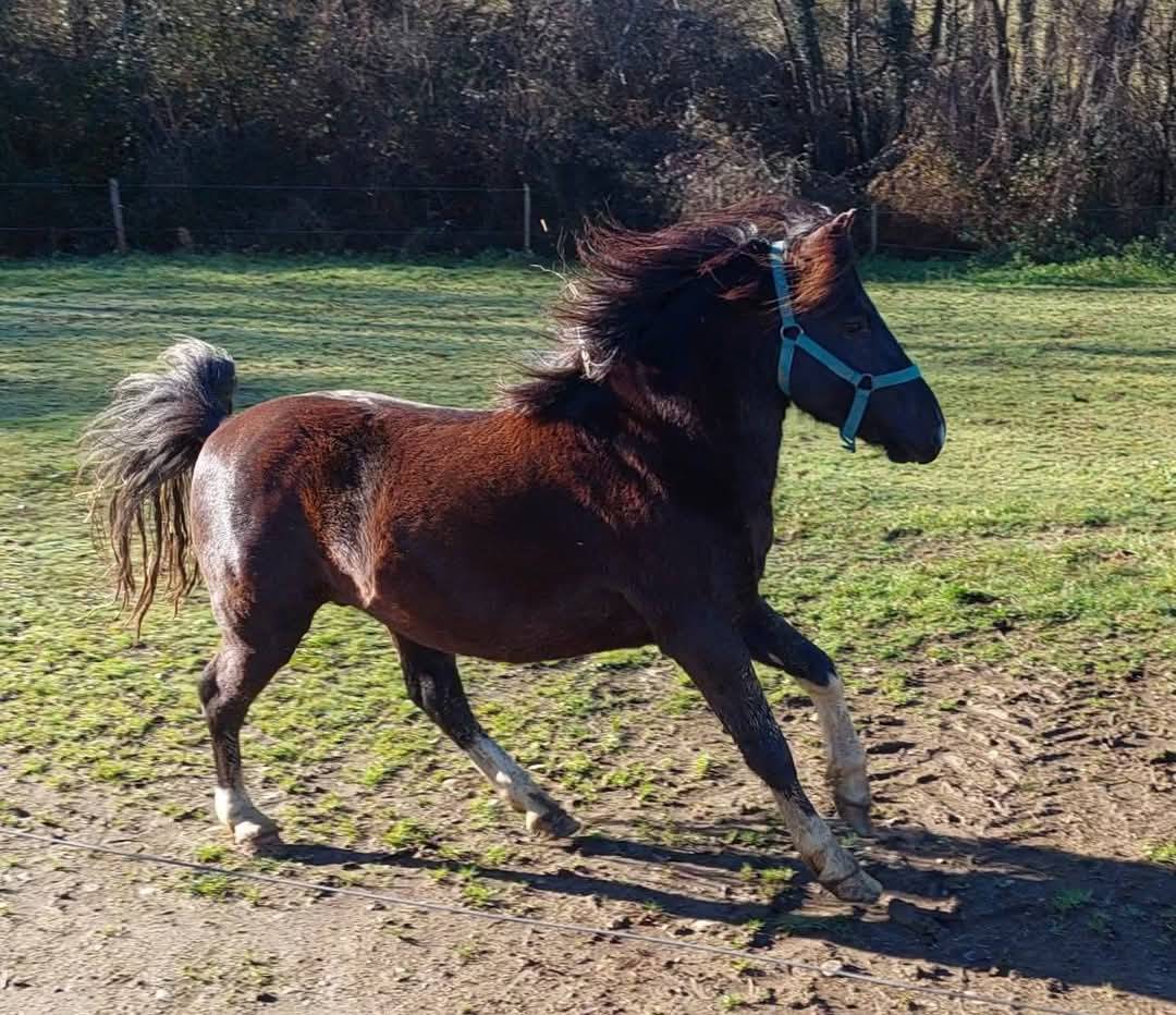 M&eacute;o des Pinchinats  Etalon Pottok livret A Pie noir