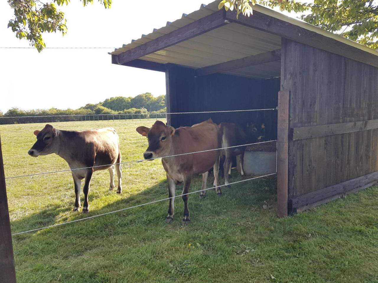 Abri de prairie classique monopente