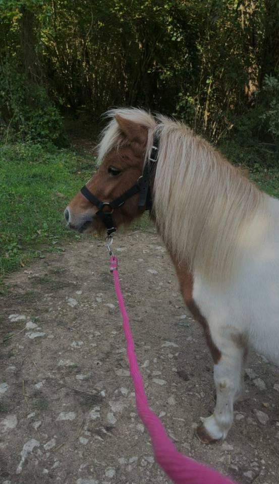 Ponette Shetland PP