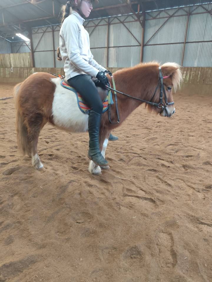 Ponette Shetland PP