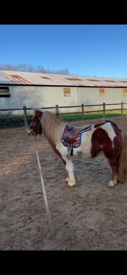 Ponette Shetland PP