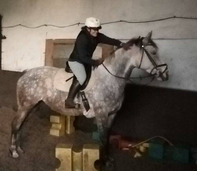 Jument 9ans 1m58 ConnemaraPart Bred