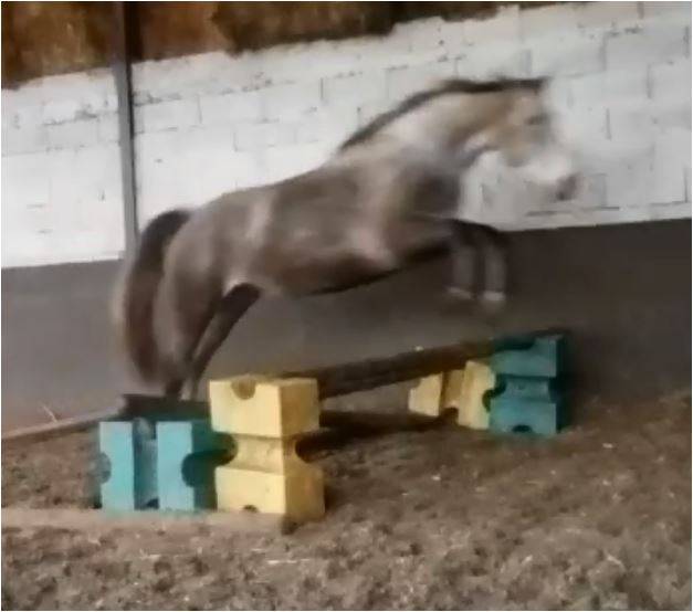 Jument 9ans 1m58 ConnemaraPart Bred