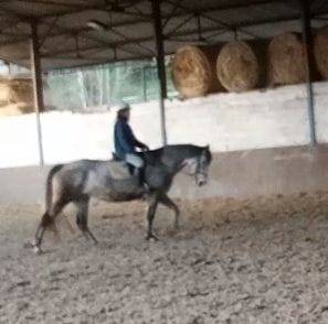 Jument 9ans 1m58 ConnemaraPart Bred