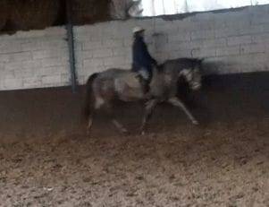 Jument 9ans 1m58 ConnemaraPart Bred