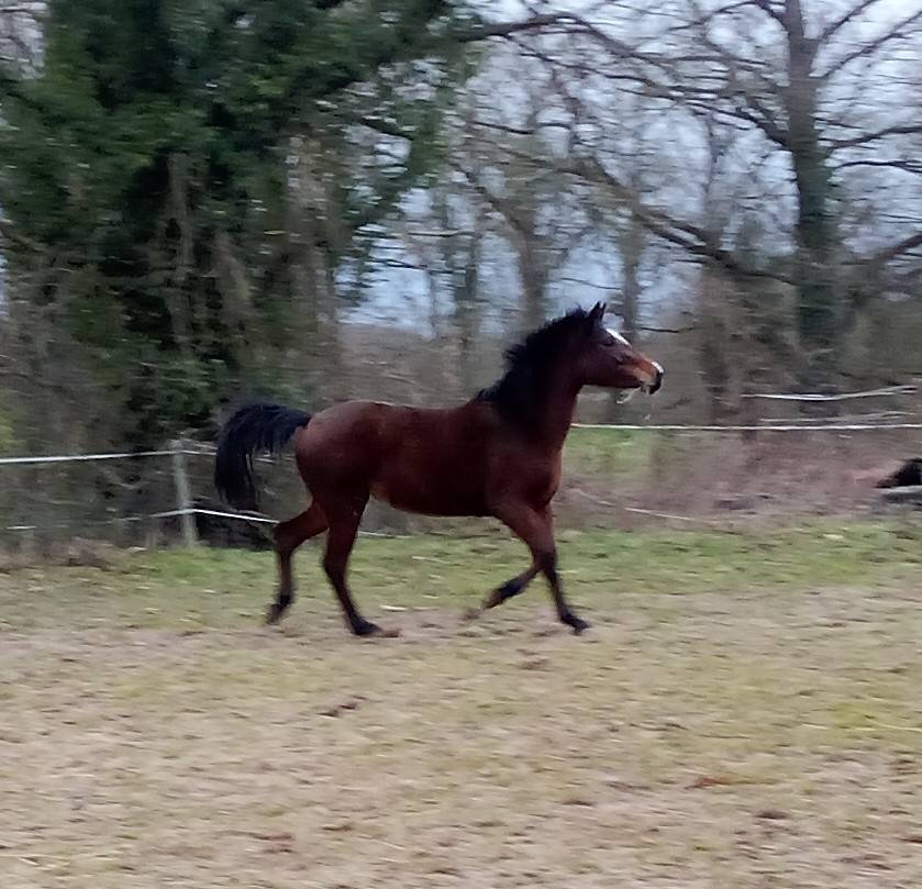 Jument 3ans 1m50 Connemara Part Bred