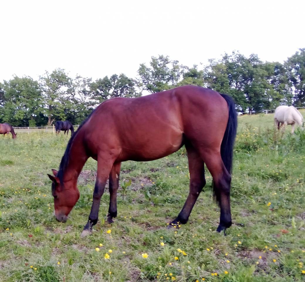 Jument 3ans 1m50 Connemara Part Bred