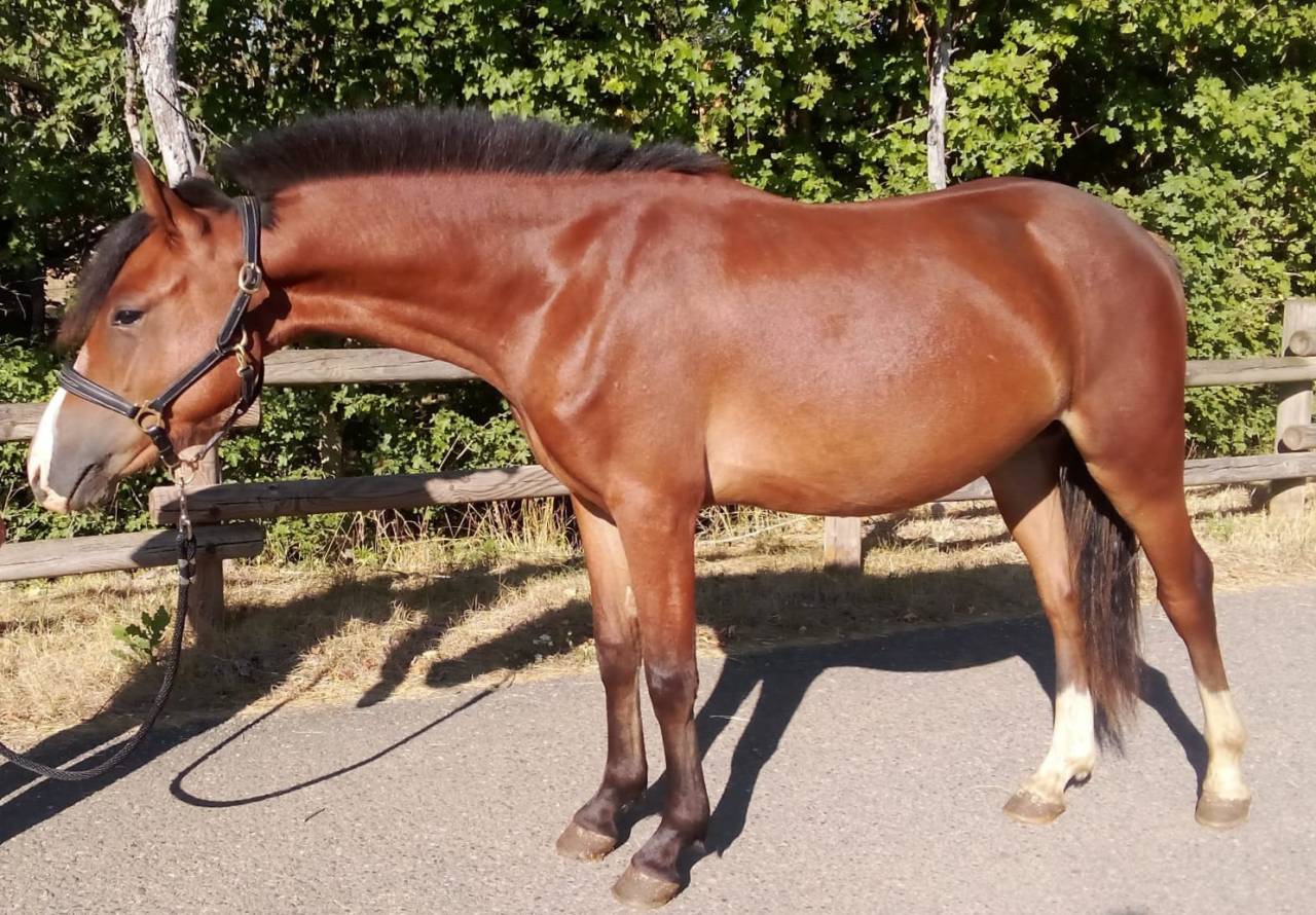 Poney Sport M&acirc;le 2024 Welsh Part Bred