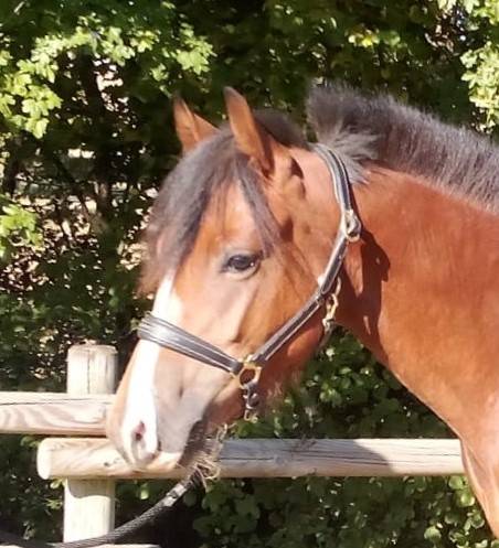Poney Sport M&acirc;le 2024 Welsh Part Bred