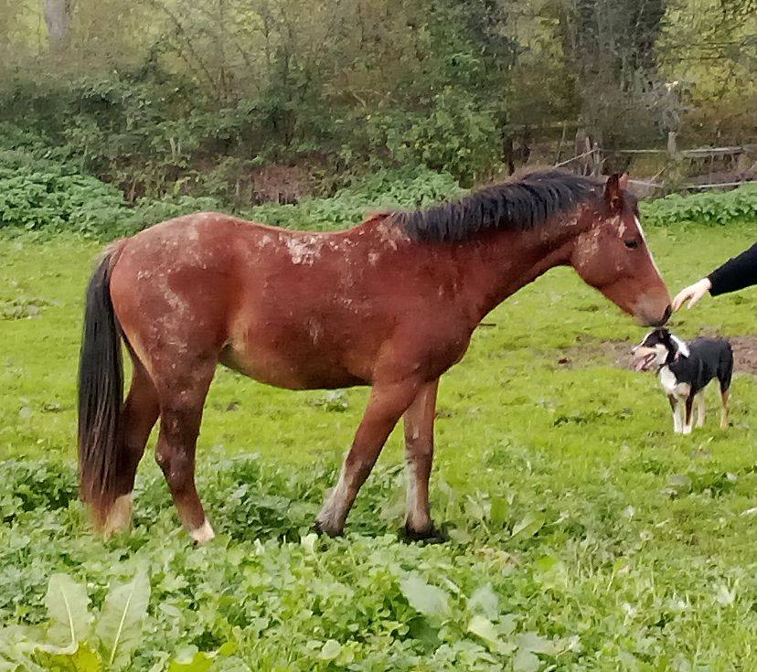 Poney Sport M&acirc;le 2024 Welsh Part Bred