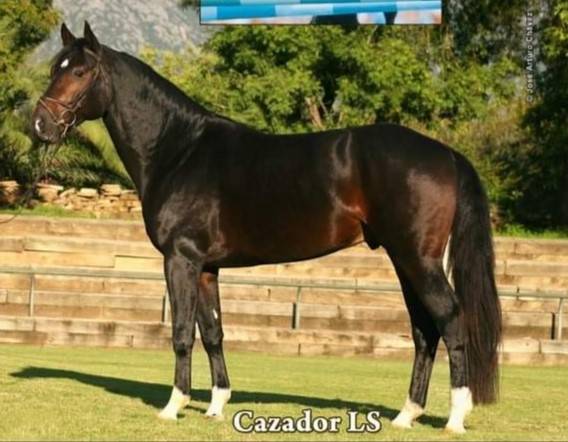 Poney Sport M&acirc;le 2024 Welsh Part Bred