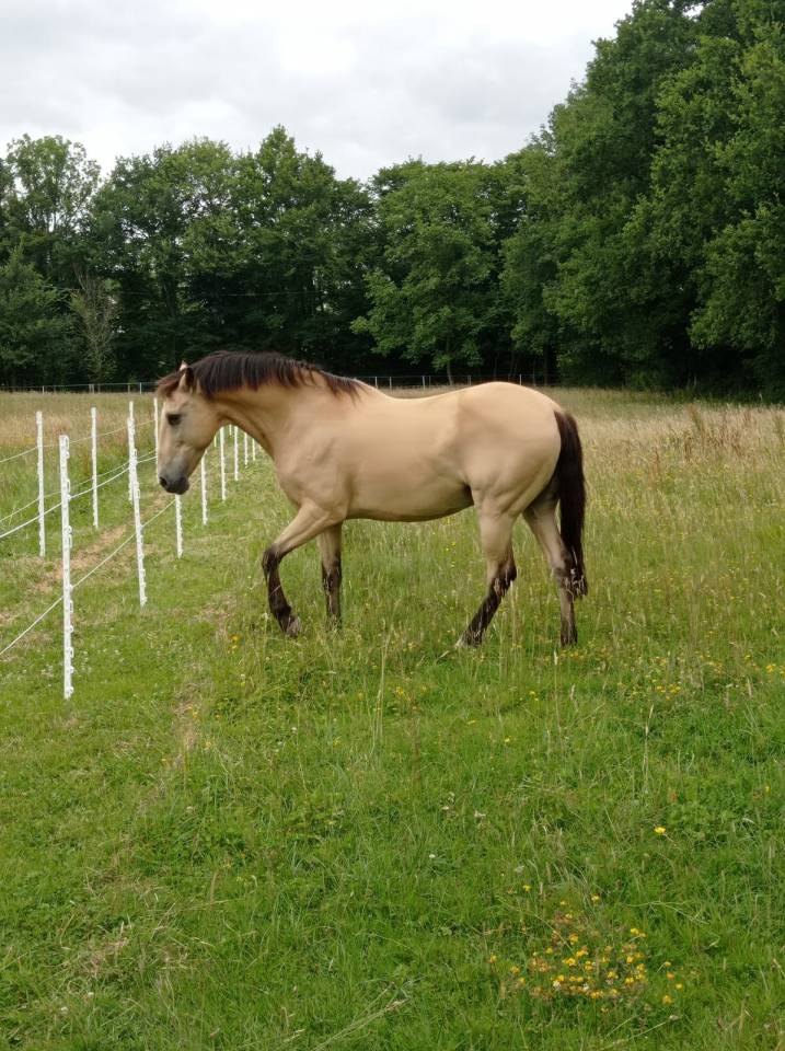 HONGRE ISABELLE ONC ESPAGNOL