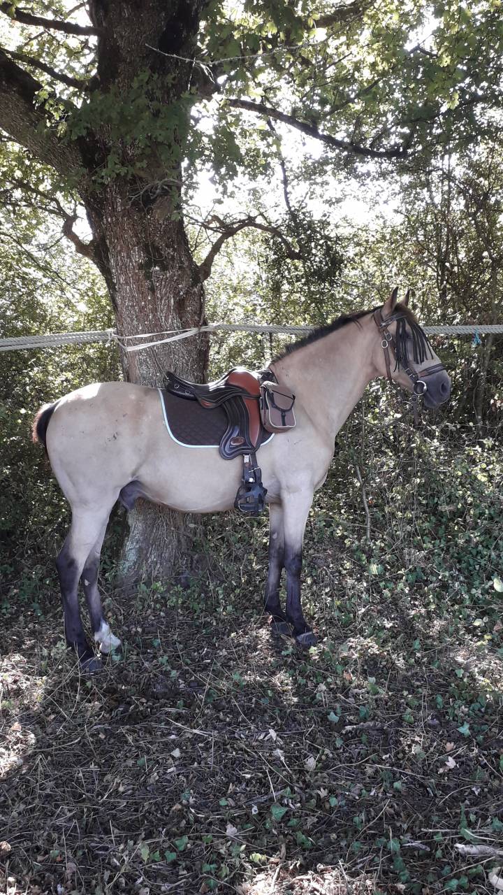 HONGRE ISABELLE ONC ESPAGNOL