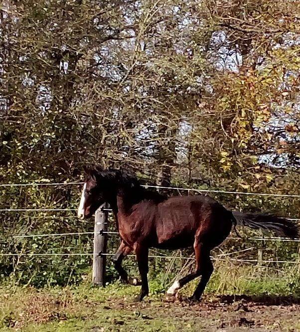 PFS Sport M&acirc;le 2024 1m44