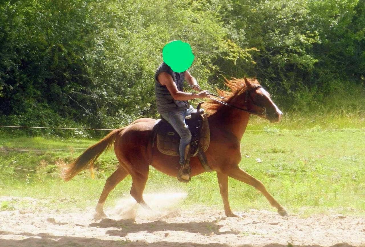 Brave Hongre Paint Horse