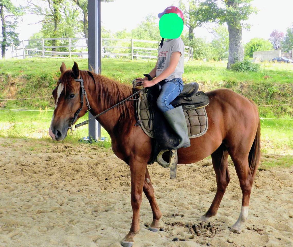 Brave Hongre Paint Horse