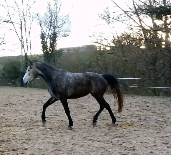 Jument 5ans pr&eacute; d&eacute;bourr&eacute;e 1m52