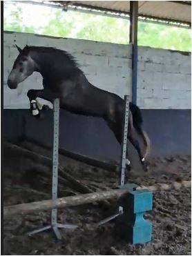 Jument 5ans pr&eacute; d&eacute;bourr&eacute;e 1m52