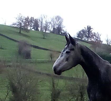 Jument 5ans pr&eacute; d&eacute;bourr&eacute;e 1m52