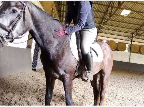 Jument 5ans pr&eacute; d&eacute;bourr&eacute;e 1m52