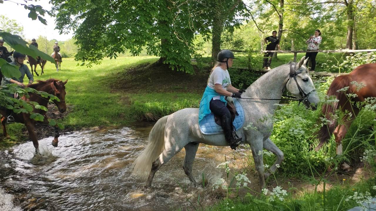 Hongre gris truit&eacute; PRE