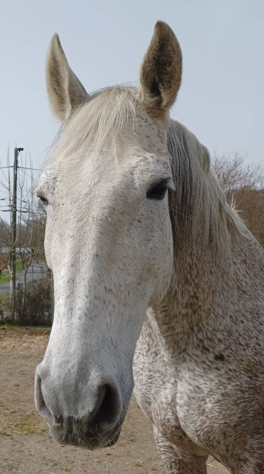 Hongre gris truit&eacute; PRE