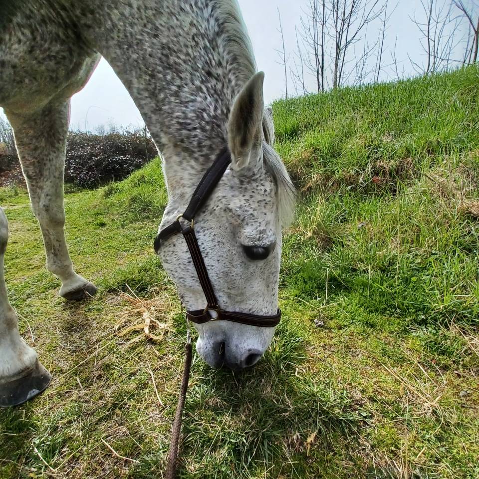 Hongre gris truit&eacute; PRE