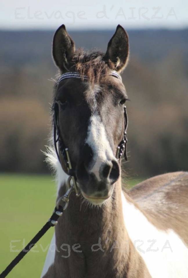 SAILLIE &Eacute;TALON PAINT GRULLO TOBIANO &ndash; TESTS G&Eacute;N&Eacute;TIQUES