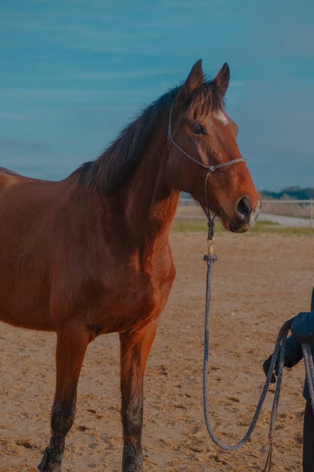 Jument pur-sang irlandais