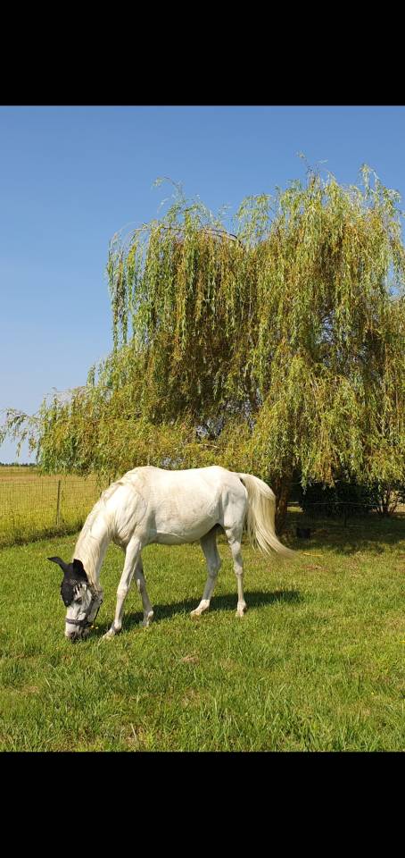 Hongre Pur-Sang Arabe gris &ndash; 18 ans &ndash; 1m49 - ext&eacute;rieur