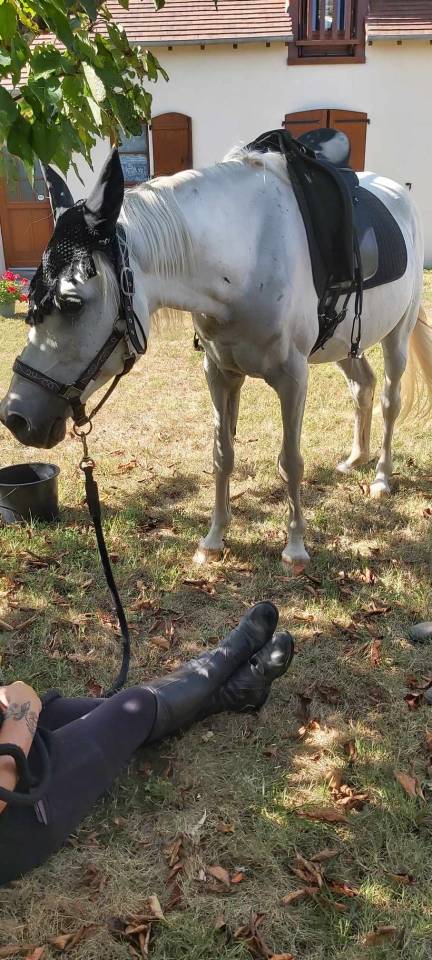 Hongre Pur-Sang Arabe gris &ndash; 18 ans &ndash; 1m49 - ext&eacute;rieur