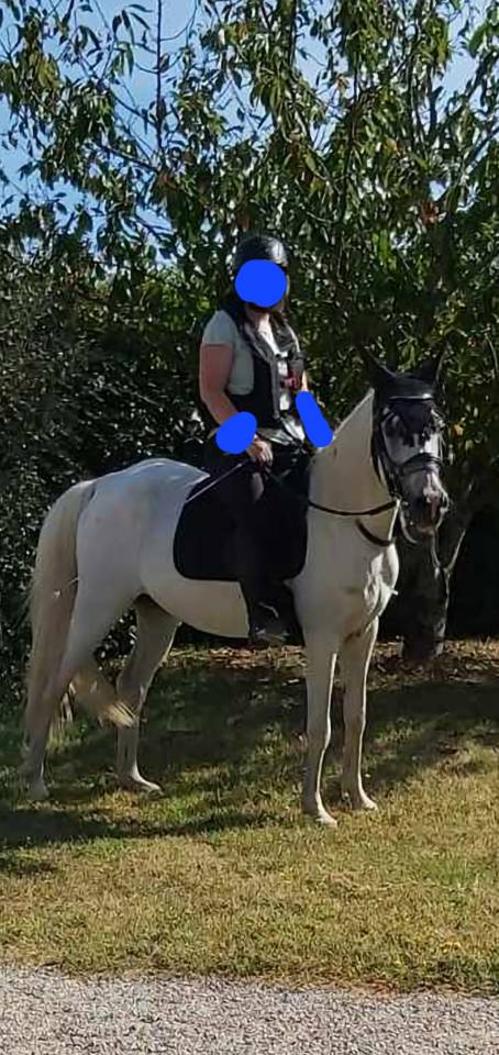 Hongre Pur-Sang Arabe gris &ndash; 18 ans &ndash; 1m49 - ext&eacute;rieur