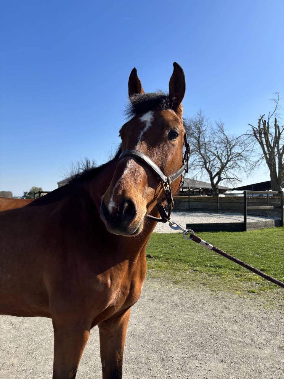 7 ans Safari d&rsquo;auge / Apache d&rsquo;Adriers 