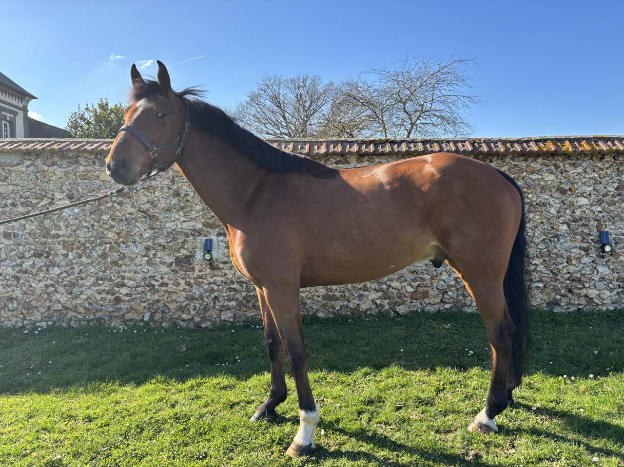 7 ans Safari d&rsquo;auge / Apache d&rsquo;Adriers 