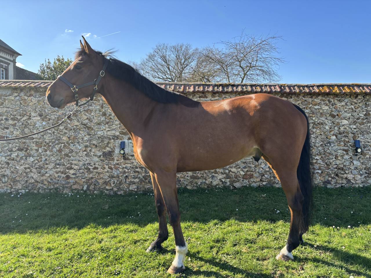 7 ans Safari d&rsquo;auge / Apache d&rsquo;Adriers 