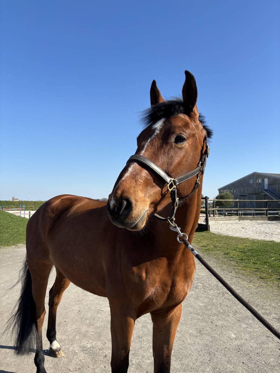 7 ans Safari d&rsquo;auge / Apache d&rsquo;Adriers 