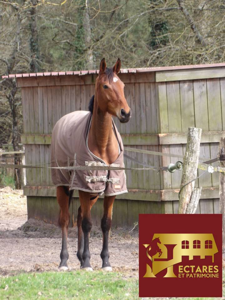 Authentique maison landaise