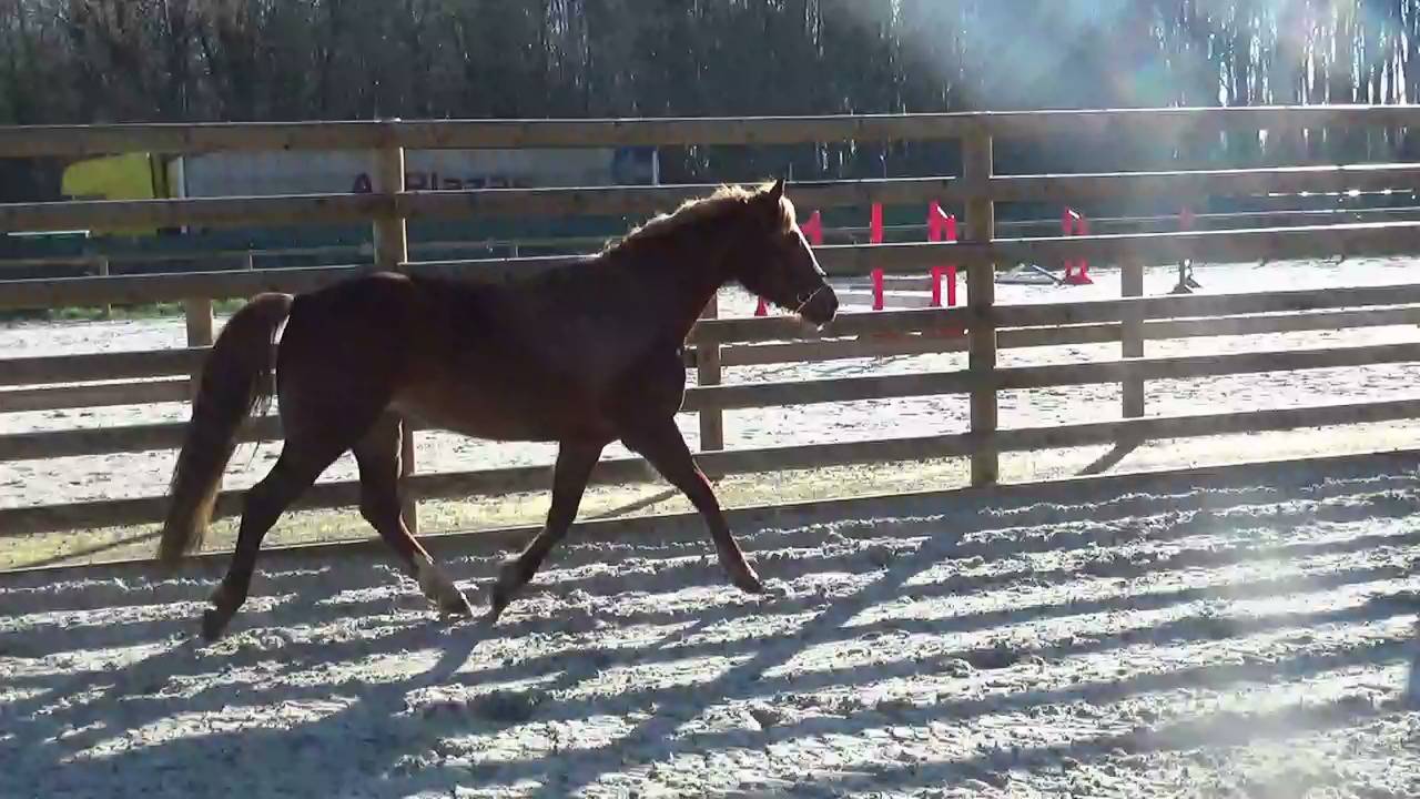 INTREPIDE  PFS &ndash; 8ans &ndash; 145cm &ndash; ALEZANE &ndash; Taille &laquo; D &raquo;