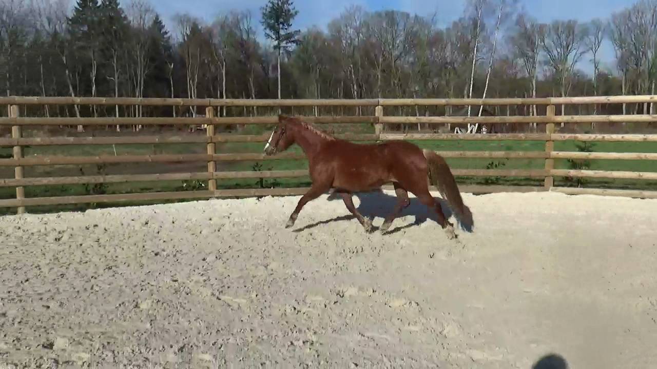 INTREPIDE  PFS &ndash; 8ans &ndash; 145cm &ndash; ALEZANE &ndash; Taille &laquo; D &raquo;