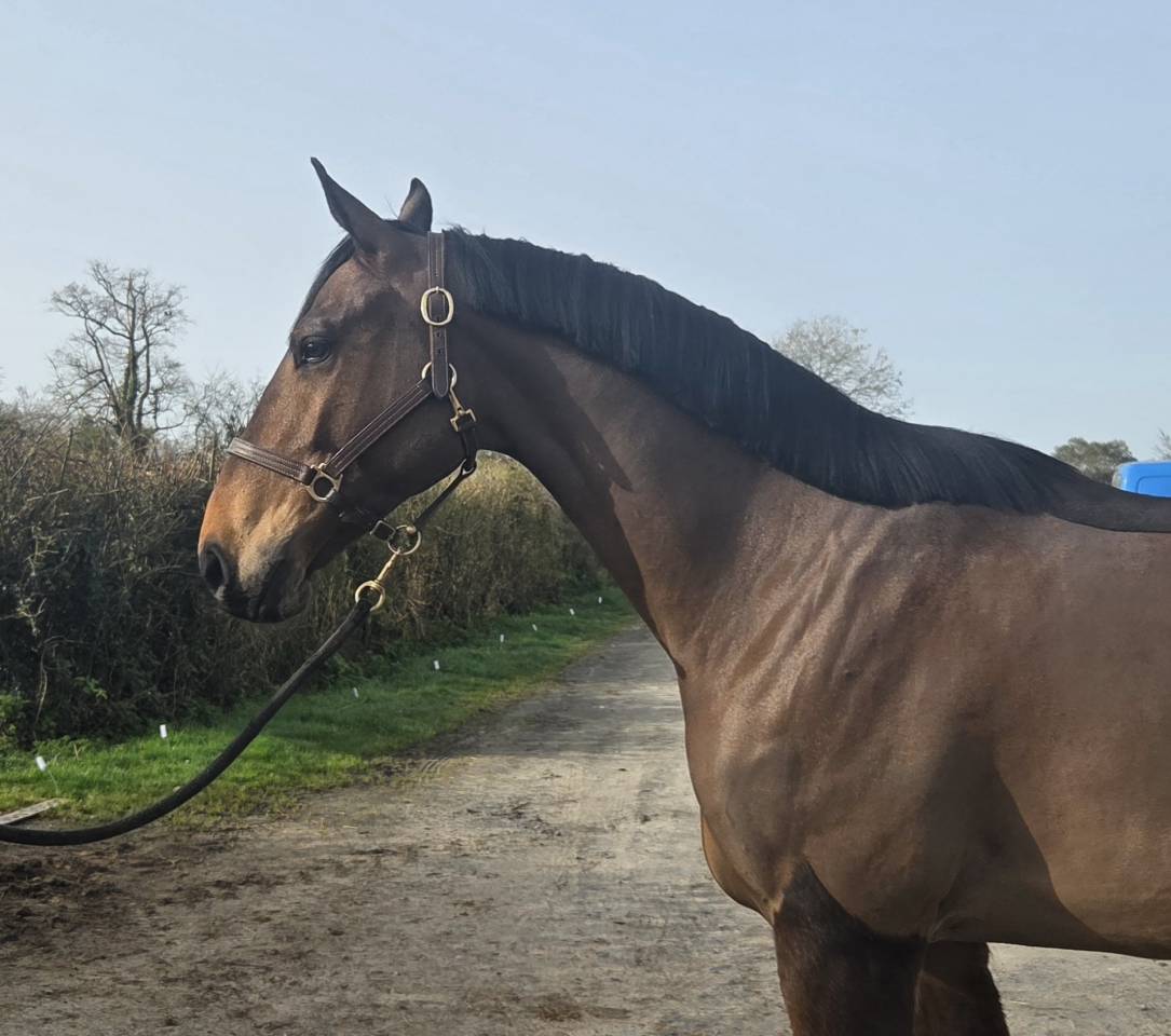 Hongre 5 ans pour LOISIR