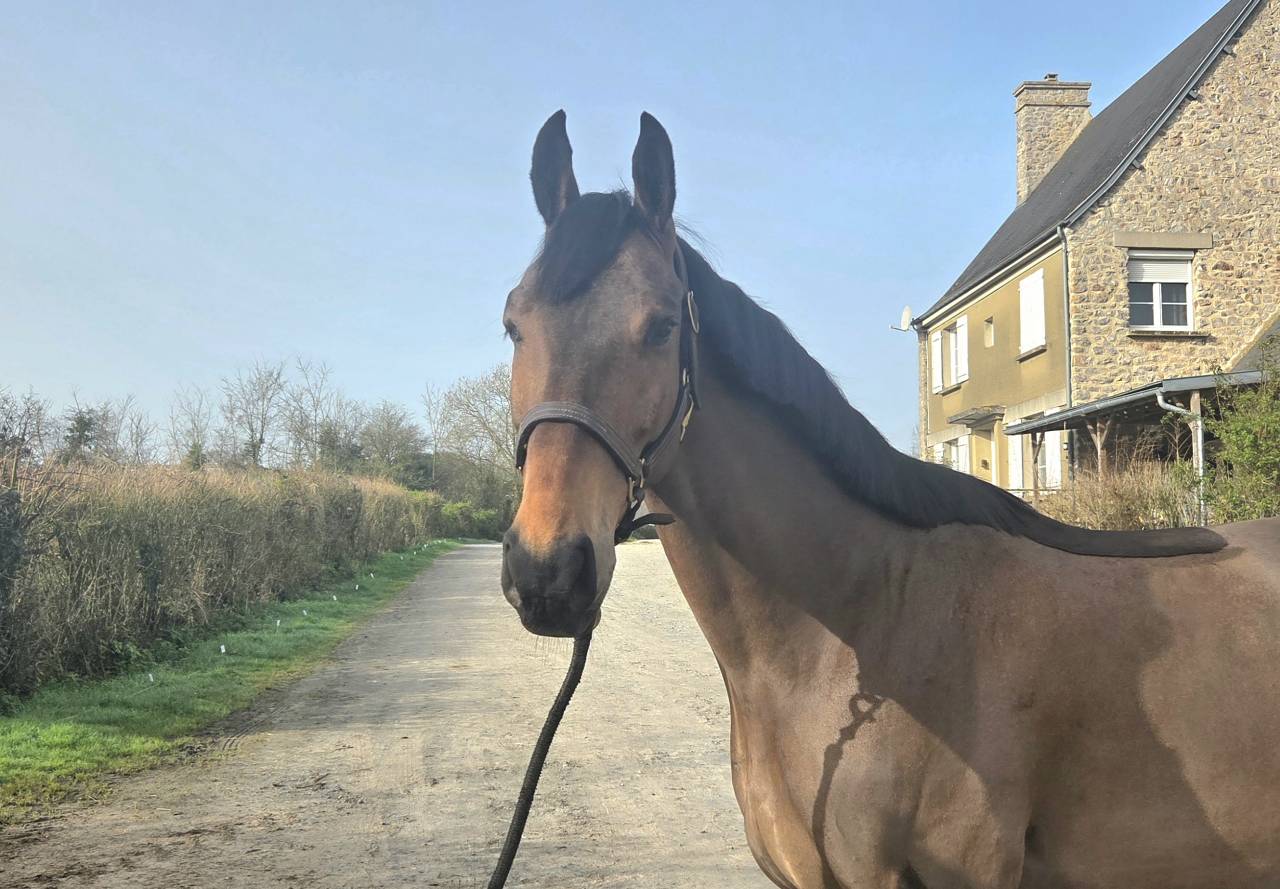 Hongre 5 ans pour LOISIR