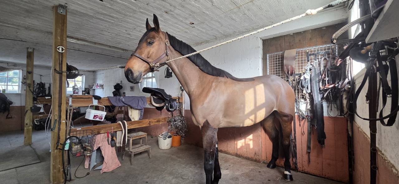 Hongre 5 ans pour LOISIR