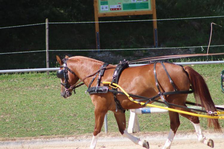 Belle jument Fm de 4 ans &agrave; vendre 