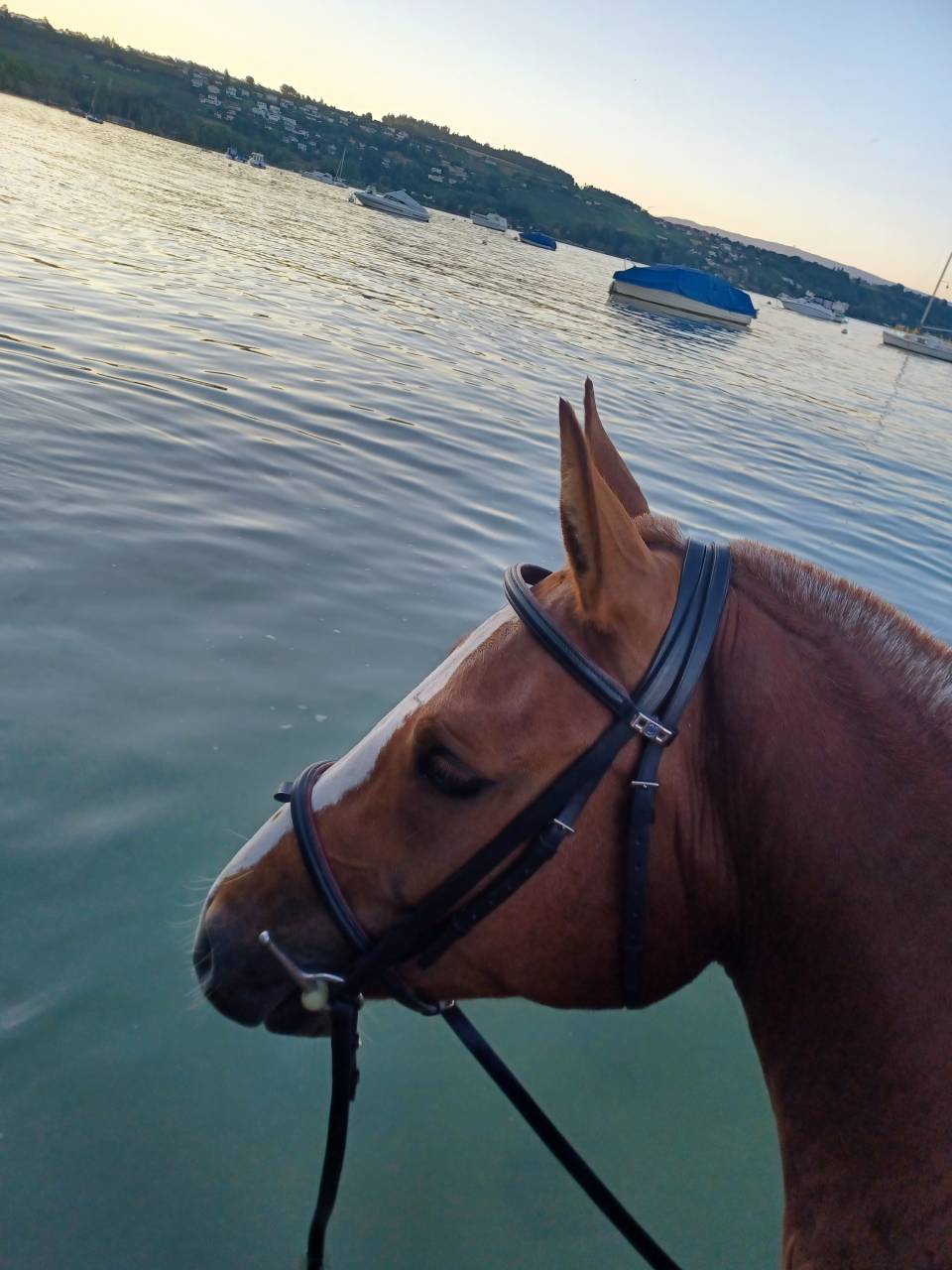 Belle jument Fm de 4 ans &agrave; vendre 