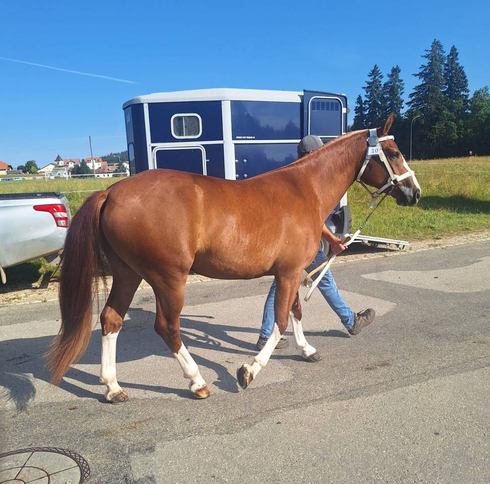 Belle jument Fm de 4 ans &agrave; vendre 