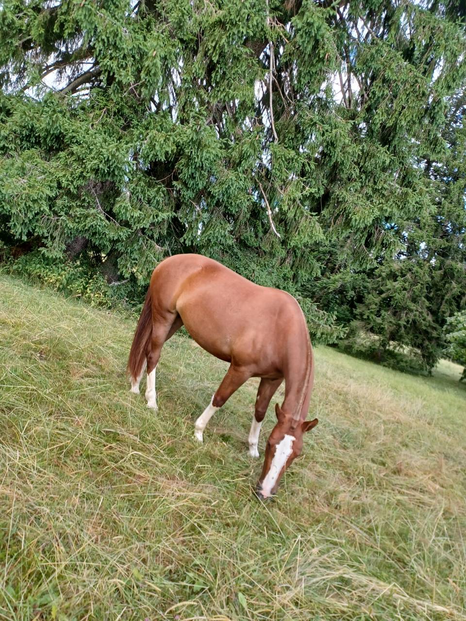 Belle jument Fm de 4 ans &agrave; vendre 