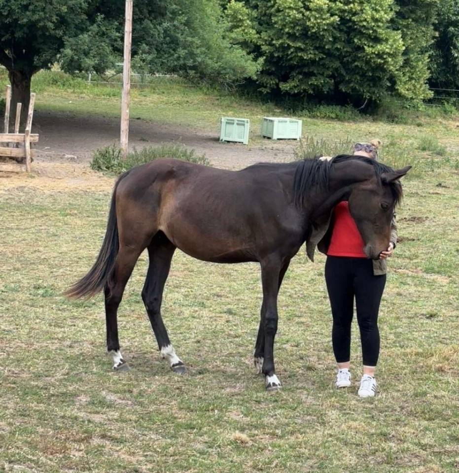 Jument id&eacute;ale Cso ou cce 